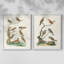 Oiseaux antiques dans la nature III - reproduction encadrée de qualité supérieure - prête à être accrochée - aucun clou requis - aucun clou requis-1034540987-1034540991