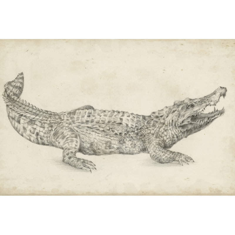 Croquis de crocodile par Ethan Harper - reproduction de dessin sur toile tendue, H 32 po x l 48 po