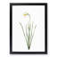 Poeticus Daffodil by Pierre-Joseph Redoute - Framed Print-55601588-55601593