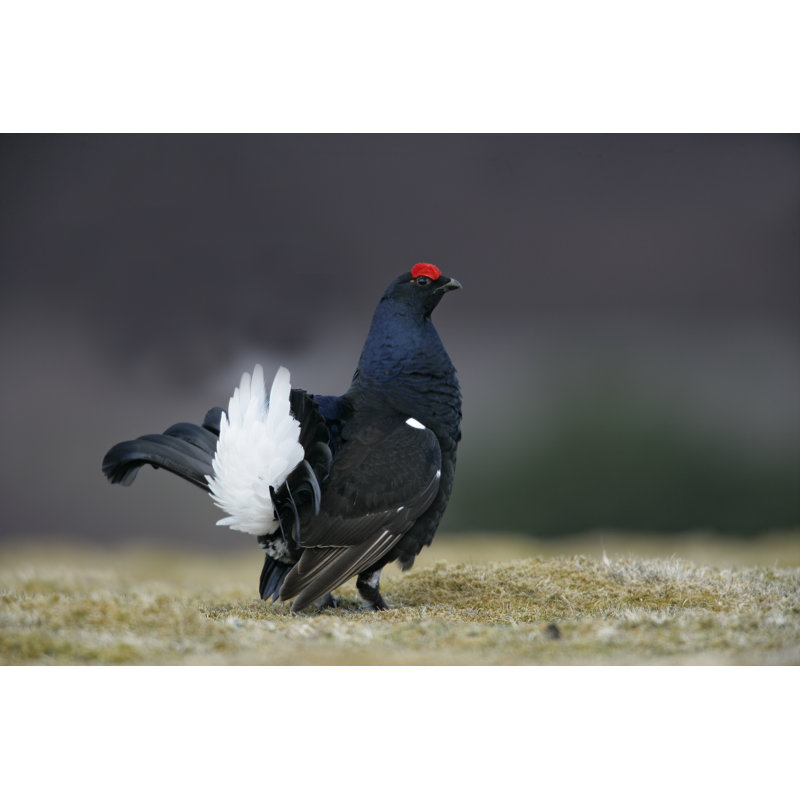 Black Grouse, Tetrao Tetrix by MikeLane45 - Wrapped Canvas Print, 30cm H x 46cm W