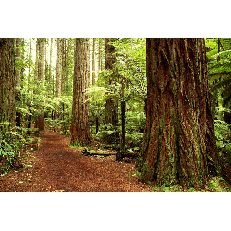 " Forest " by Stillfx, 20" H x 30" W  
