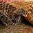 Arabica Abstract Indoor Rug-1188585518