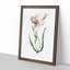 Pink Mariposa Lily Flowers - Picture Frame Painting Print-55584145-55584144
