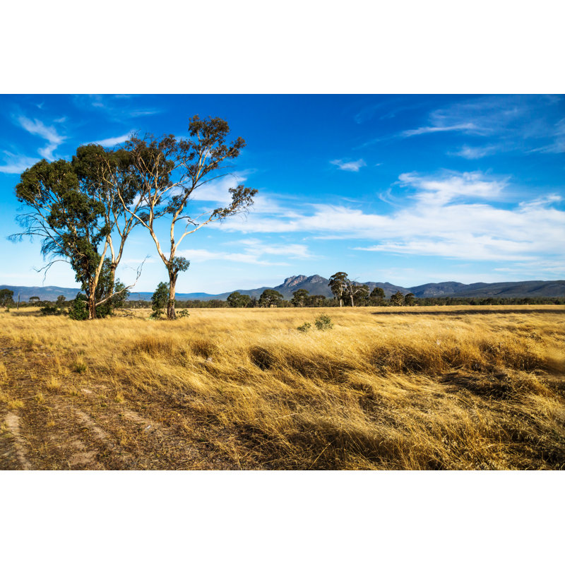 Golden Grassland Landscape, Australia - Wrapped Canvas Print, 30cm H x 46cm W x 3.8cm D