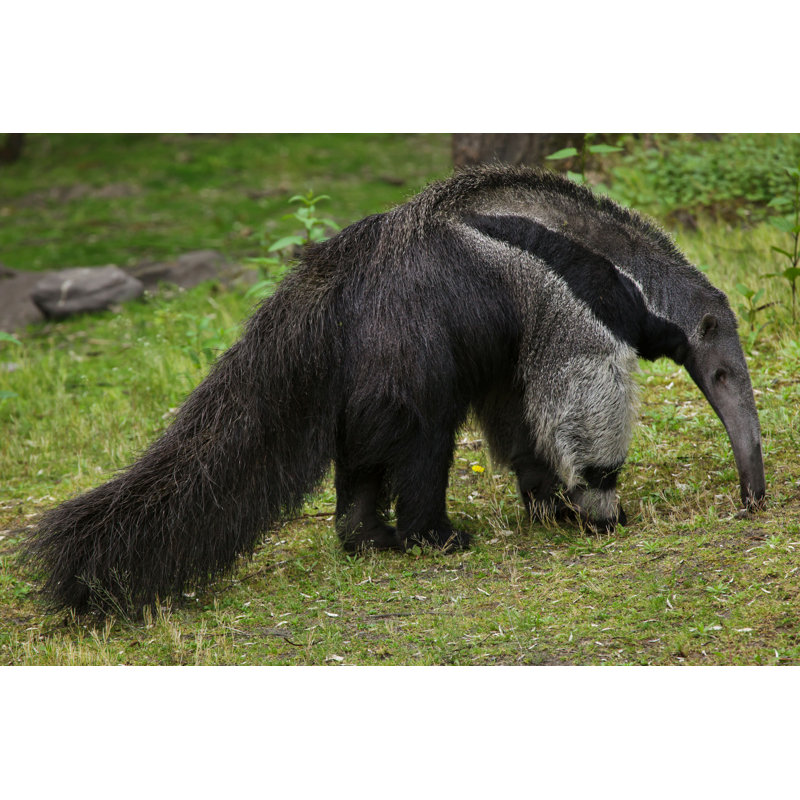 Grand fourmilier sur herbe - photographie sur toile tendue, H 8 po x l 12 po