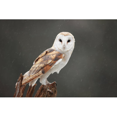 Who Are You Looking At? - Wrapped Canvas Print