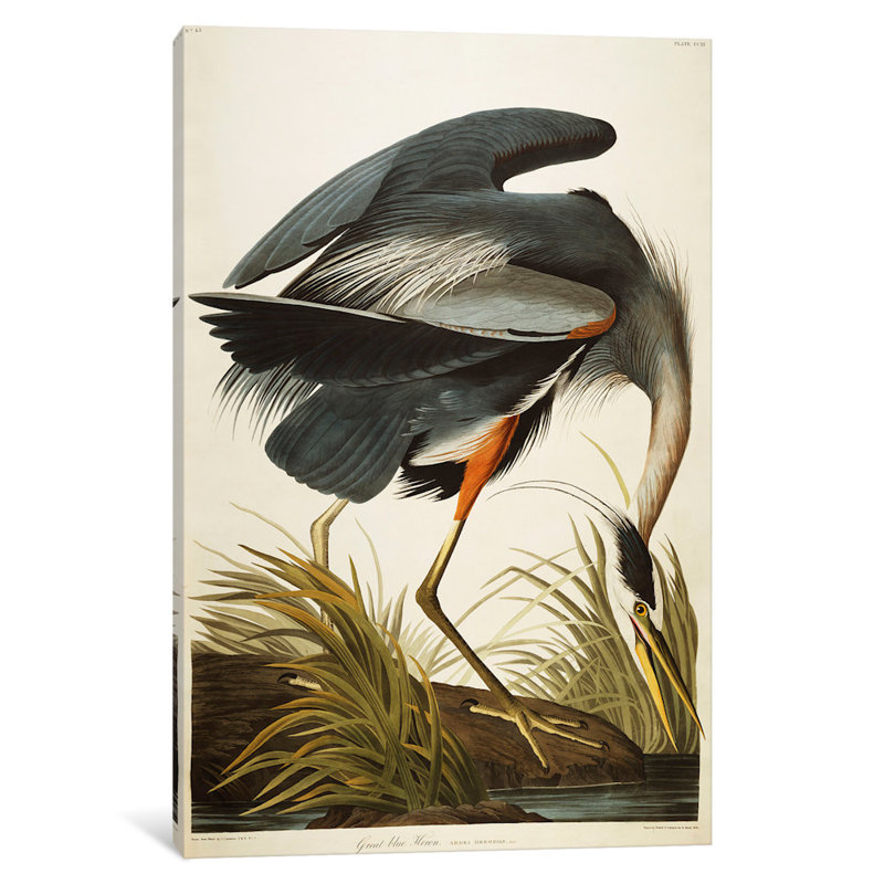 « great blue héron », impression sur toile tendue, H 60 po x l 40po x P 1,5 po
