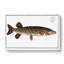 Pike Fish by M.E. Bloch - Wrapped Canvas-55325366