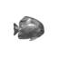Animals Australian Bat Fish Wall Décor