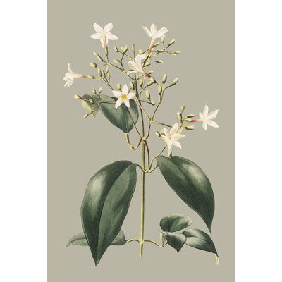 Botanical Cabinet I