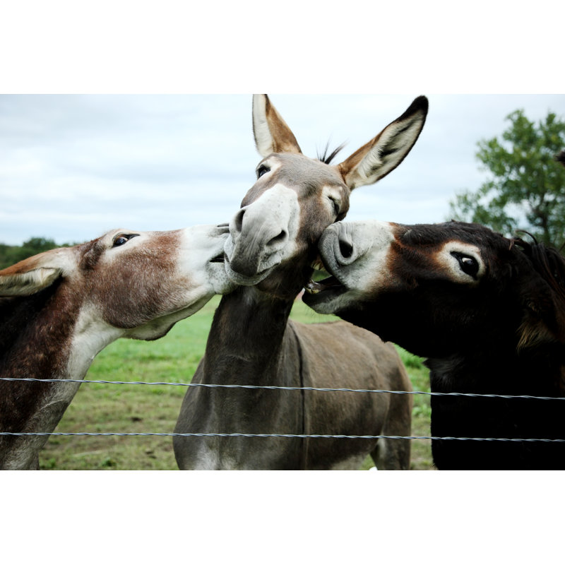 Biting Donkeys by JBryson - Wrapped Canvas Print, 61cm H x 91cm W x 3.8cm D