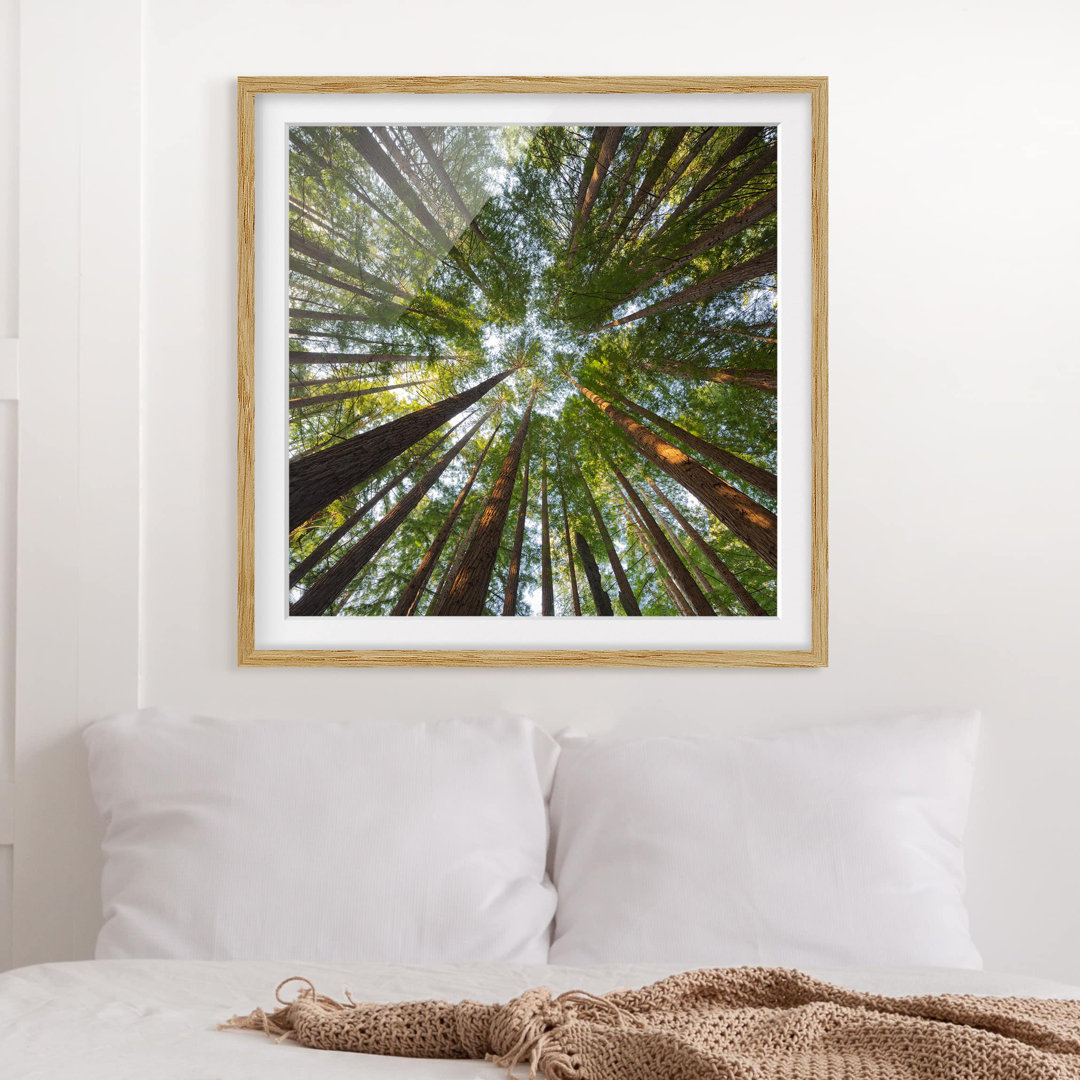 Gerahmtes Poster Sequoia Treetops