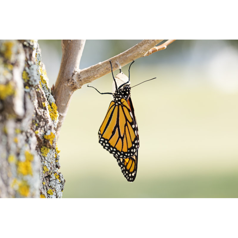 Monarch Butterfly - Wrapped Canvas Print, 61cm H x 91cm W x 3.8cm D