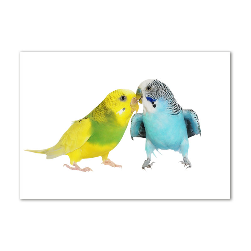 Budgies - Wrapped Canvas Print