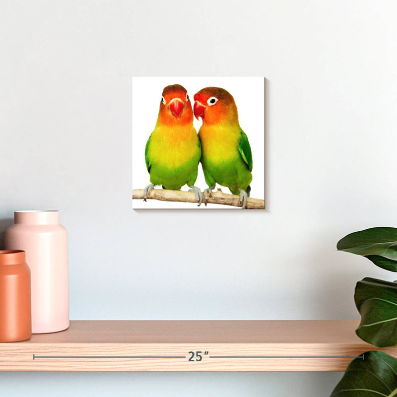 Crowle Lovebirds, H 10 po x l 10 po