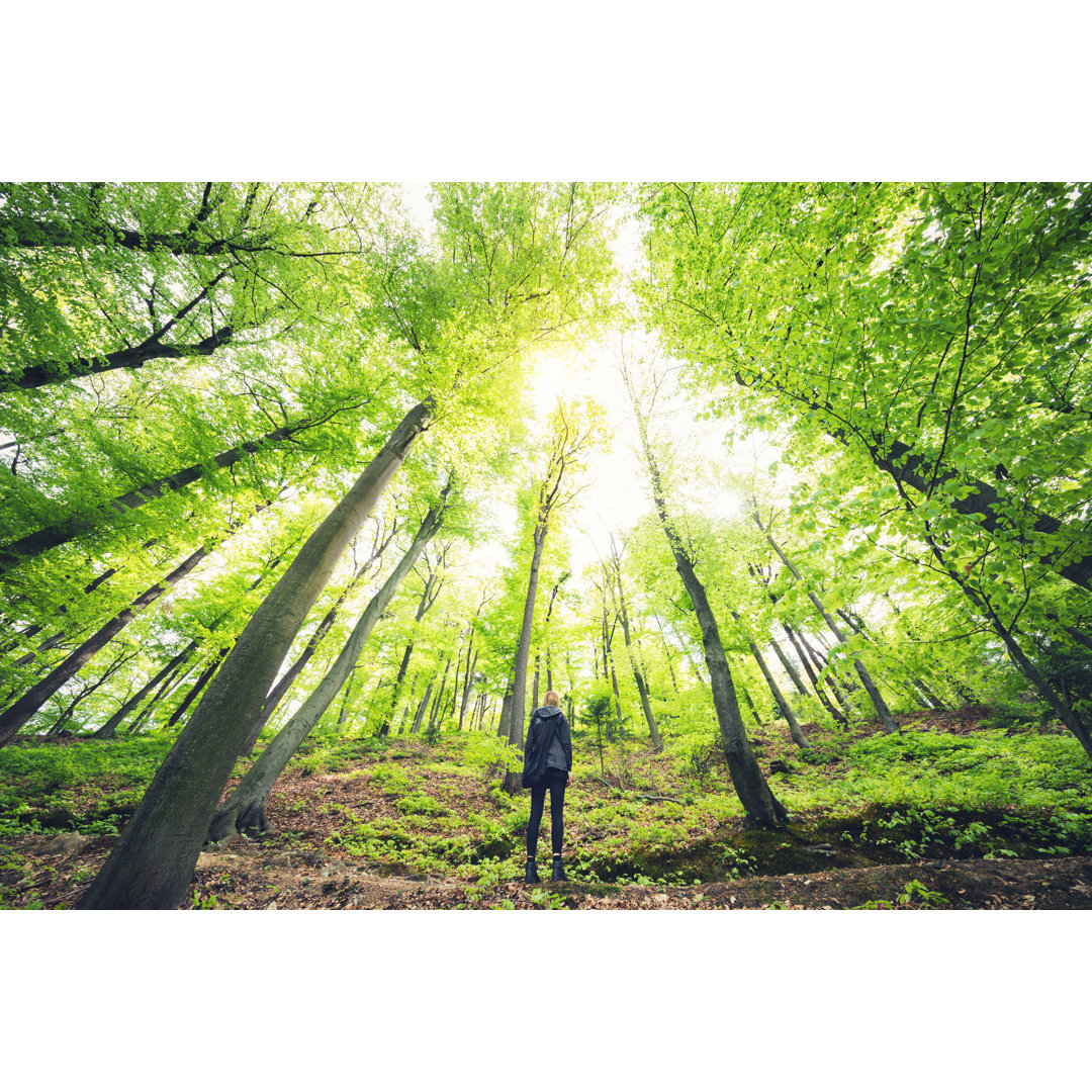 Der grüne Wald von Borchee - Kunstdrucke auf Leinwand ohne Rahmen