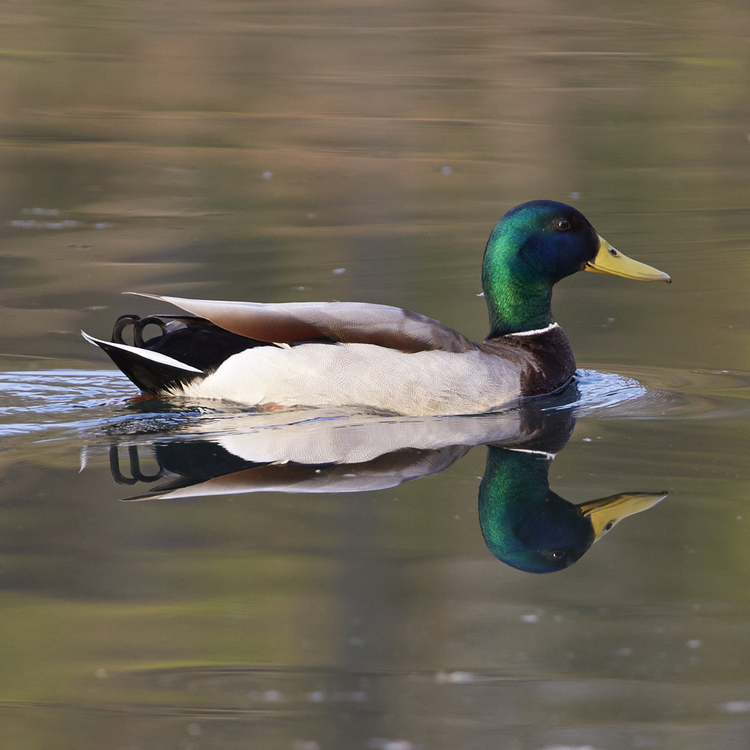 Schwimmende Stockente