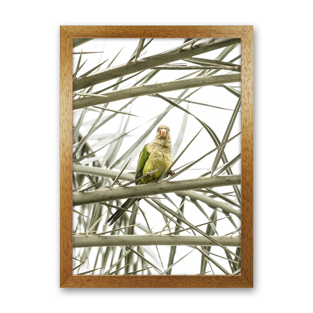 Parrot by Victoria Frost - Photograph