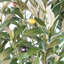 Plastic, Silk Eucalyptus Arrangement in Pot-109341041