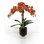 Phalaenopsis Orchid In A Glass