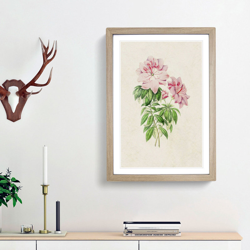 Pink Queen Victoria Azalea Illustration - Framed Print, 36cm H x 27cm W x 2cm D, Oak Framed