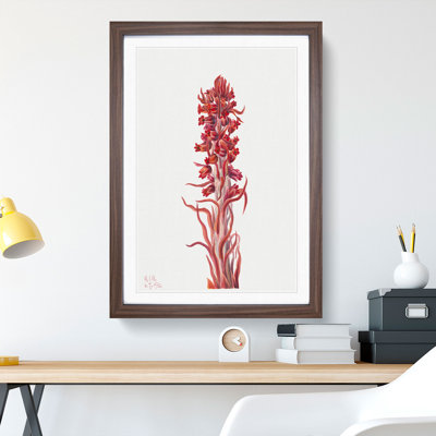 Snow Plant by Mary Vaux Walcott - Picture Frame Painting