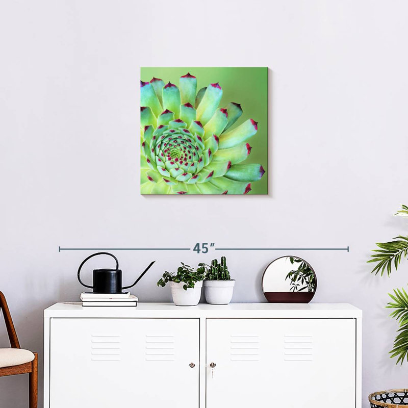 Harnek Exotic Succulent, 20" H x 20" W