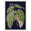 Botany on Blue 1 Framed Graphic Art