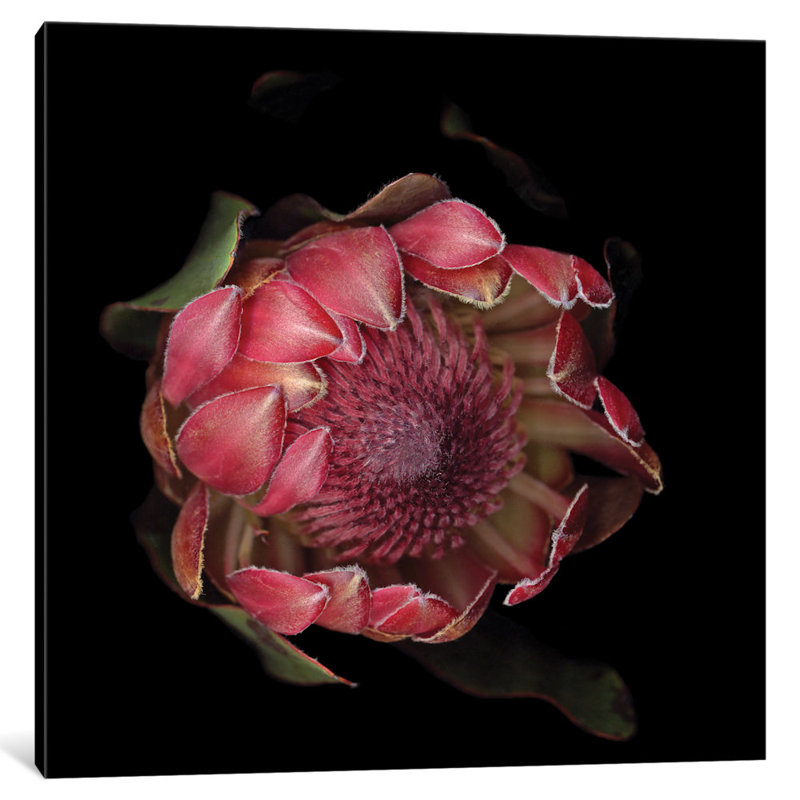 «The Glory of the Protea», reproduction de photo sur toile tendue, H 16 po x l 16 po x P 1 po, Papier d'art encadré noir