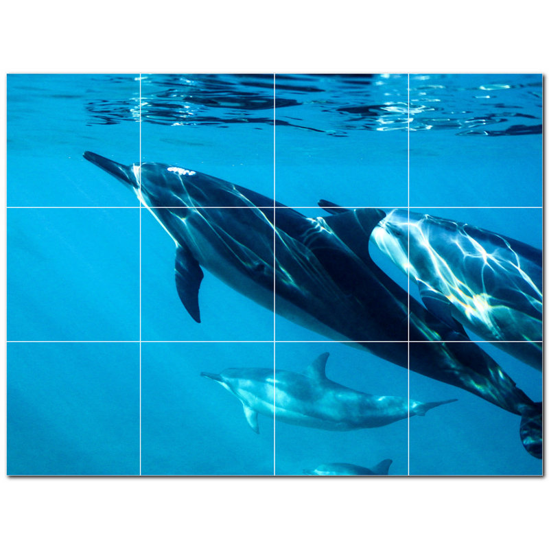 Dauphin photo 6 x 6