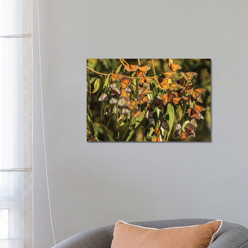 Usa, California, San Luis Obispo County. Clustering Monarch Butterflies on Branches. 1 Piece Wrapped Canvas Wall Art
