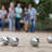 Swiftflyte Metal Bocce with Carrying Case