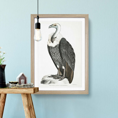 White-Backed Vulture by John Edward Gray - Framed Print
