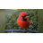 Birdfy 2 Smart Bird Feeder with Camera, Dual-Angle Views, 3 Lenses, AI Identifies 6000+ Birds, Wireless, Solar-Powered, Motion Detection, Gift Present