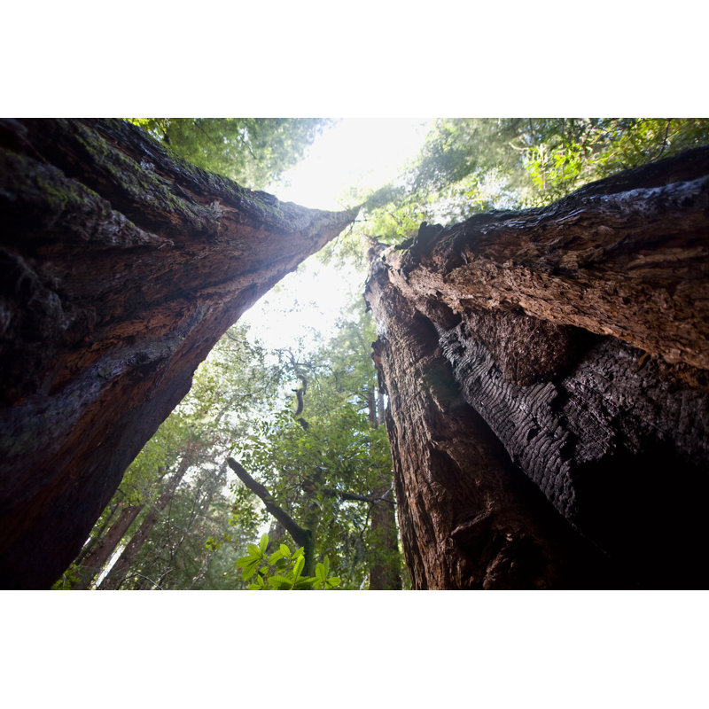 Redwood Forest by Mollerhaug - Wrapped Canvas Print, 20cm H x 30cm W x 3.8cm D