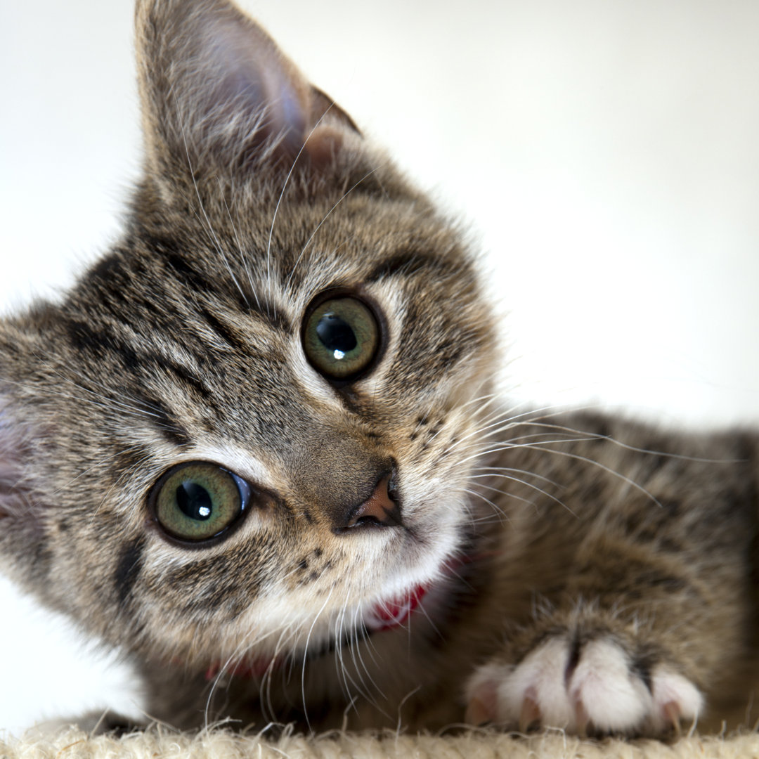 Ein süßes kleines graues Tabby-Kätzchen von ChrisAt - Drucken