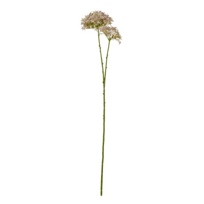 Anastasija Arrangement
