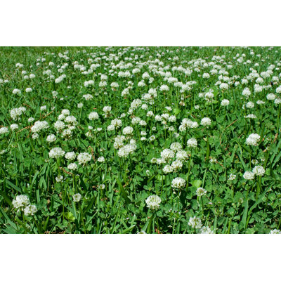 " Clover Patch "