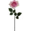 Tige de rose ouverte 20 po - paquet de 12