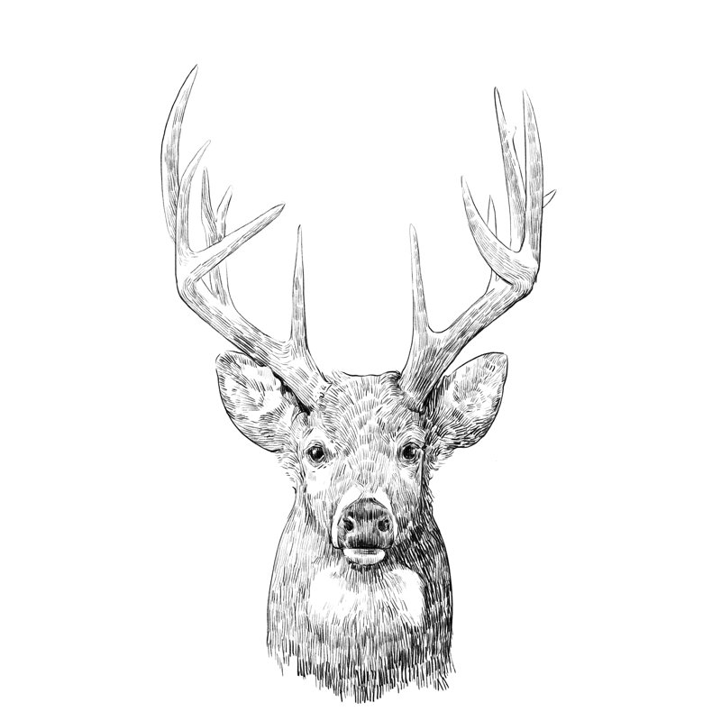 Young Buck Sketch II by Emma Scarvey - Wrapped Canvas Print, 122cm H x 81cm W