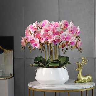 Arrangement d'orchidées en pot