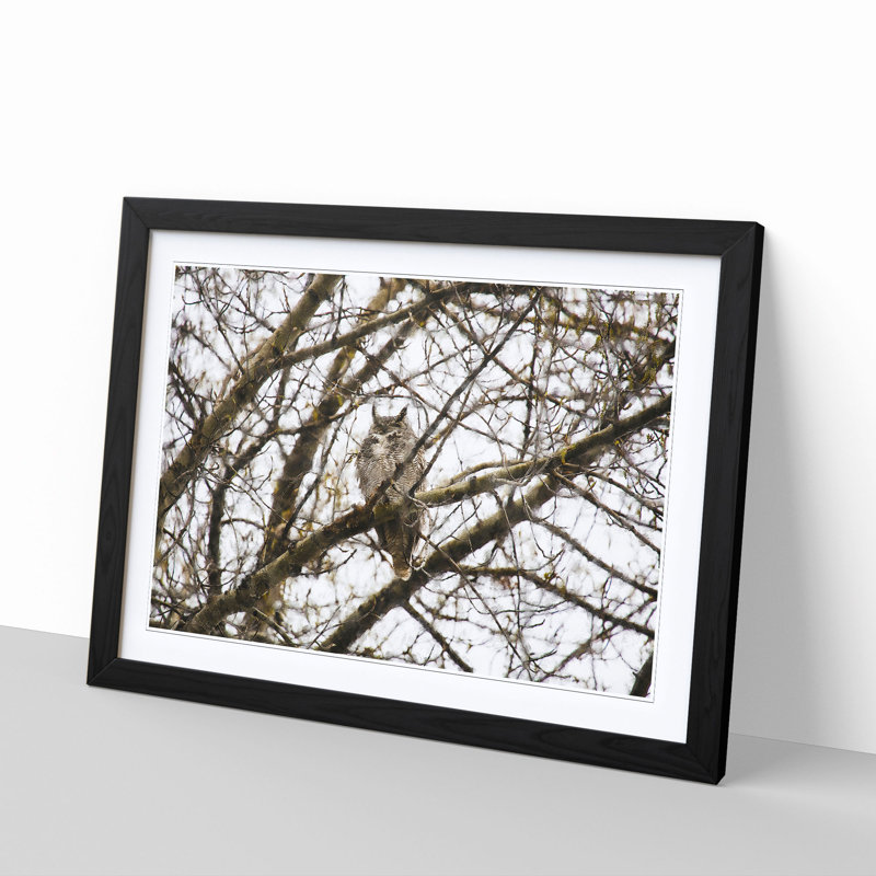 Great Horned Owl Resting 1 Piece Single Picture Frame Wall Art on MDF, 33cm H x 45cm W x 2cm D, Black Framed
