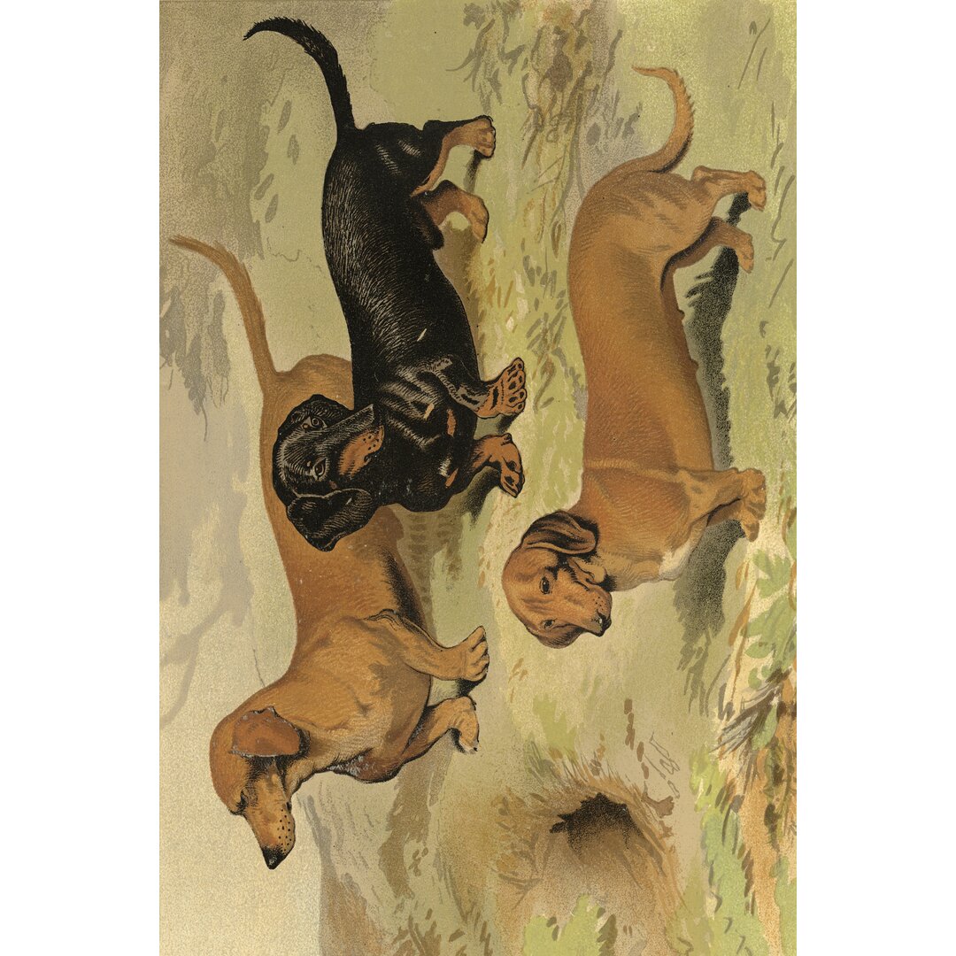 Leinwandbild Dachsunds von Vero Shaw