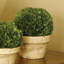Boxwood Topiary in Ceramic Pot-1650479081