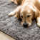 Solid Colour Machine Woven Polypropylene Area Rug in Grey