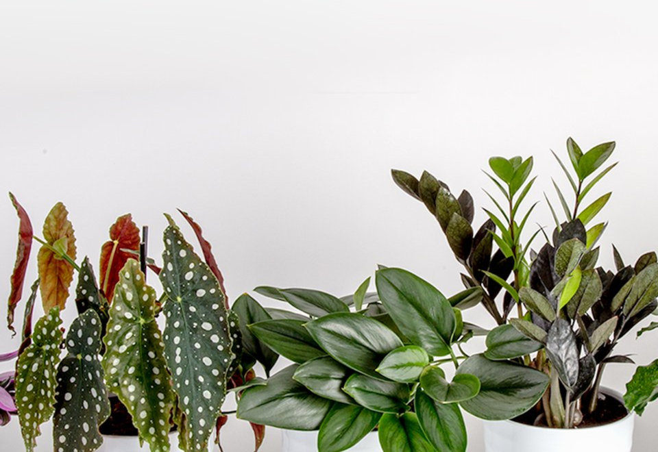 Live Plants and Trees