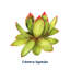 Echeveria Laui I - impression sur toile tendue-1775607166