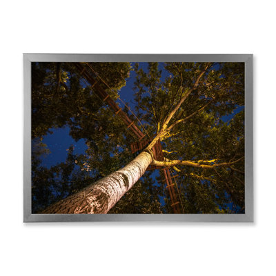 Faible angle de vue des arbres avec une allée - reproduction sur toile