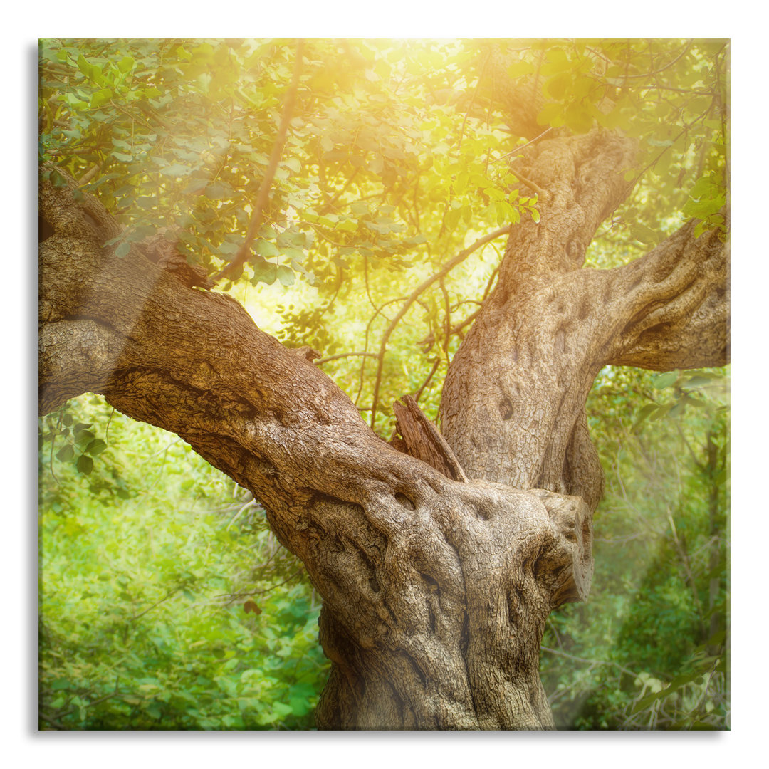 Glasbild Mächtiger Baum im Wald