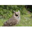 Statue longue hibou sur souches eared-44488702